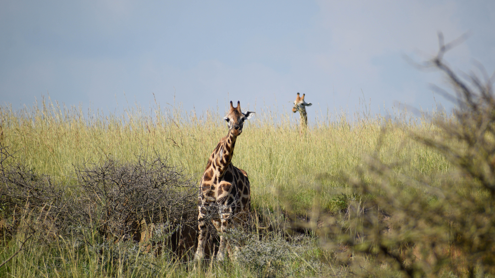 Across Africa Safari review 2026 — 29-day overland expedition from Cape Town to Uganda crossing multiple African countries and ecosystems