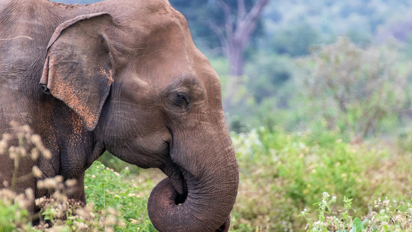 14-day Sri Lanka luxury honeymoon tour review 2026 — romantic beach retreats, scenic tea country highlands and ancient Buddhist temples for newlywed couples