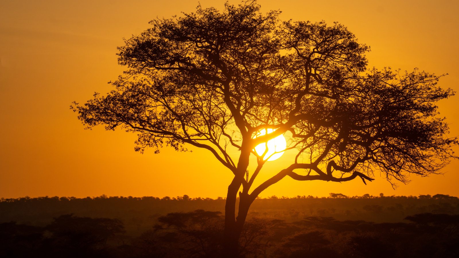 9-day Tanzania premium honeymoon safari review 2026 — romantic couples adventure in the Serengeti and Ngorongoro Crater with luxury lodge stays and private game drives
