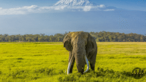 Top Ranked Tanzania Expedition Tour