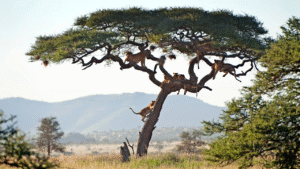 Top Ranked Tanzania Expedition Tour