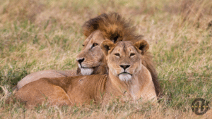 Top Ranked Tanzania Expedition Tour
